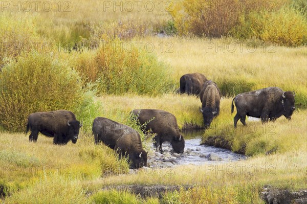 North American Bison