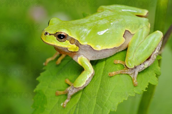 Italian tree frog