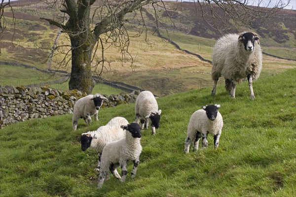 Domestic Sheep