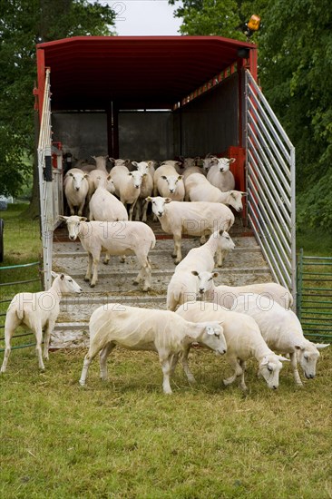 Domestic sheep