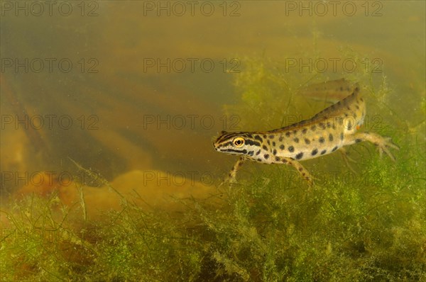 Smooth Newt