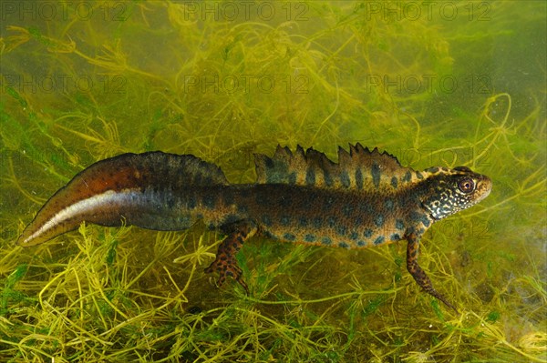 Italian Crested Newt