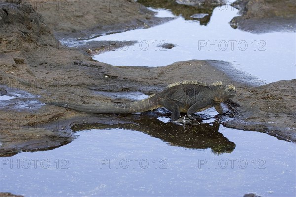 Marine Iguana