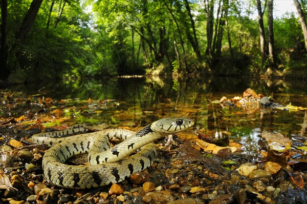 Grass snake