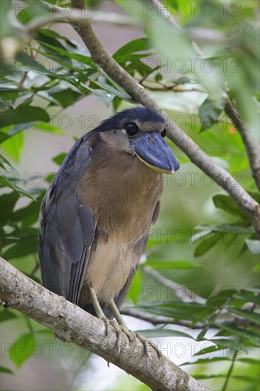 Boat-billed Heron