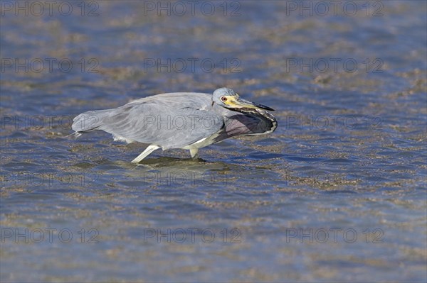 Tricolored heron