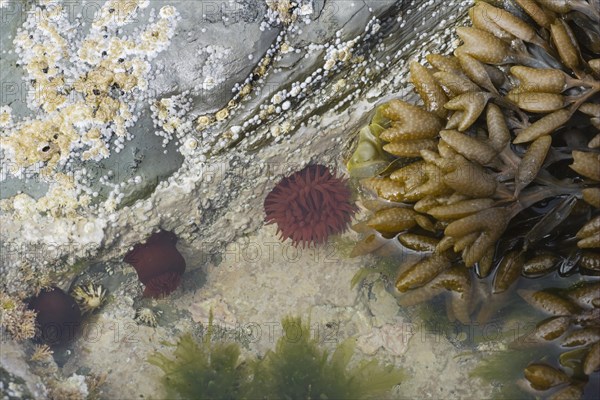 Beadlet Anemone