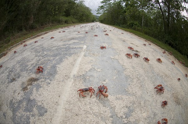 Christmas island red crab