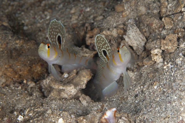 Randall's sentinel goby