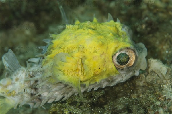 Orbicular Burrfish