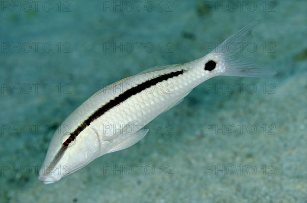 Short striped mullet