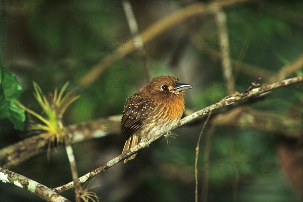 Moustached Puffbird