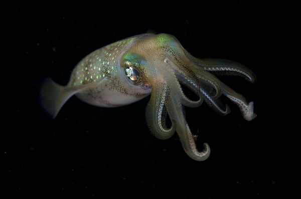 Bigfin reef squid