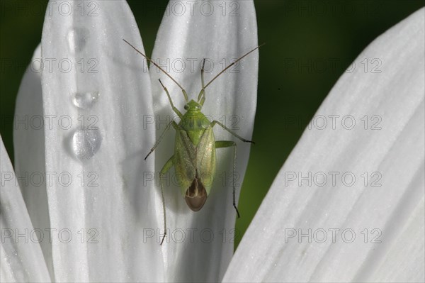 Common Green Capsid