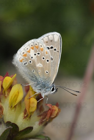 Turquoise Blue