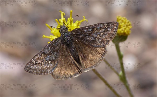 Grey-winged