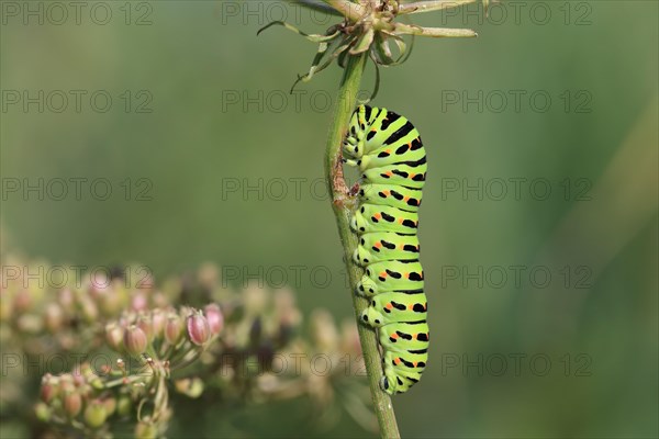 Swallowtail