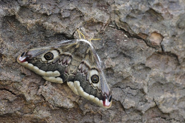 Small emperor moths