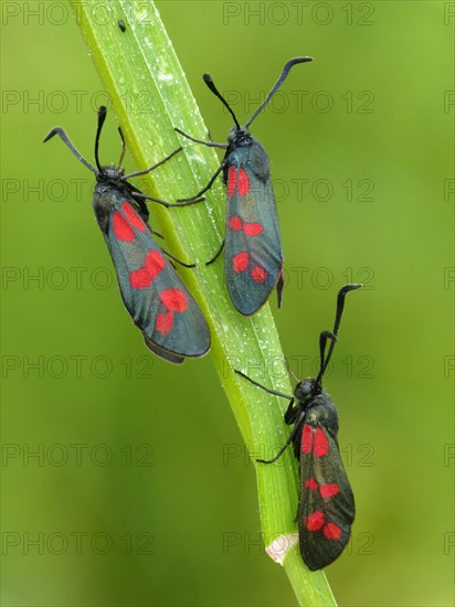 Six-spotted Burnet