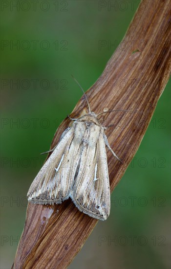 L-album Wainscot