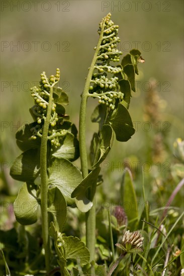 Adderstongue Fern