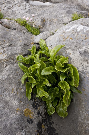 Hart's-tongue Fern