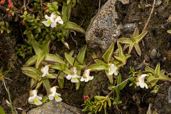 Alpine Butterwort