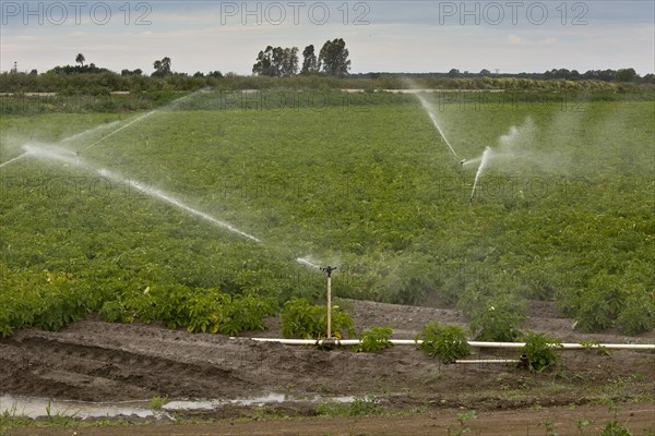 Cultivation of potatoes