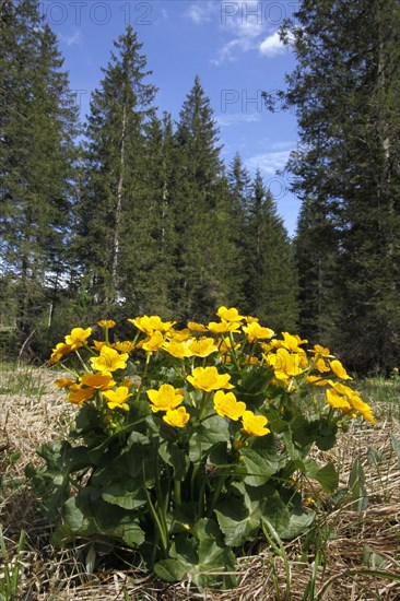 Marsh marigold