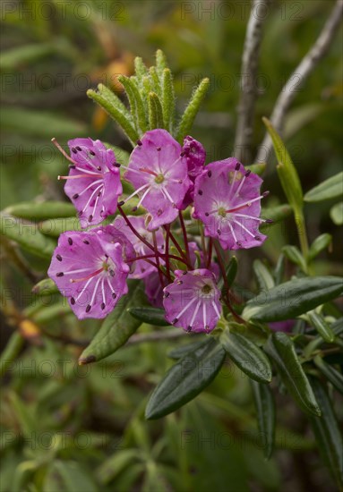 Bog-laurel