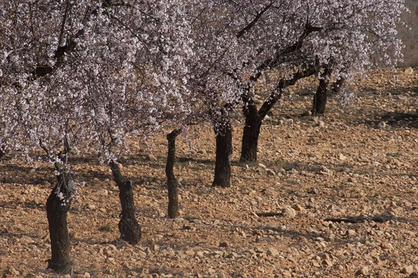 Almond tree