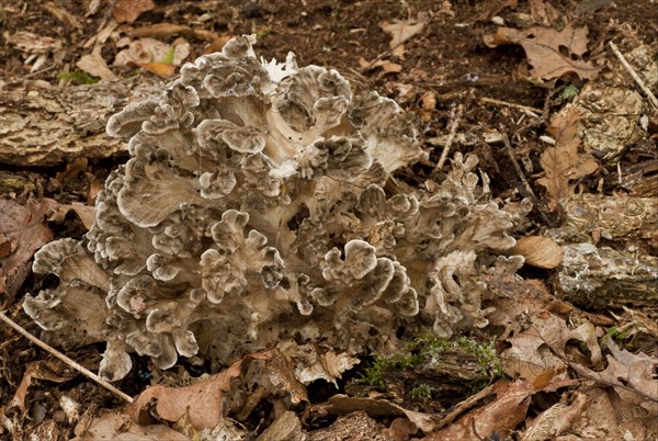 Hen-of-the-woods