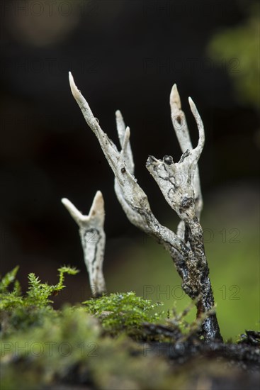 Candle snuff fungus