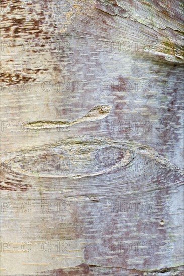 Chinese Red-barked Birch