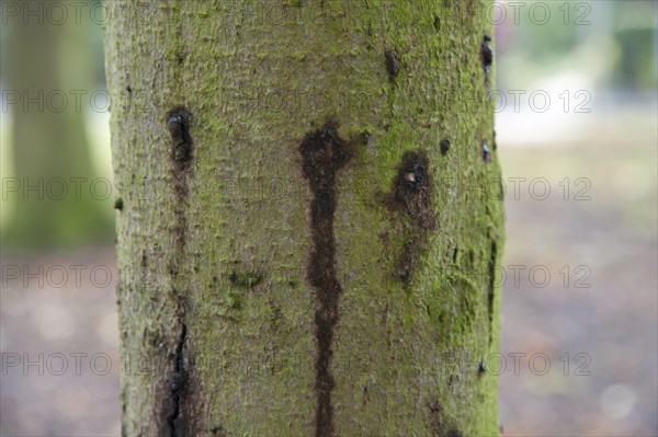 Horse-chestnut