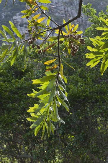 Fruits and leaves of the wild almond