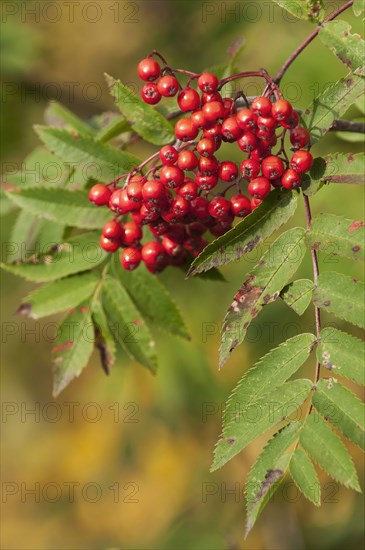 European rowan