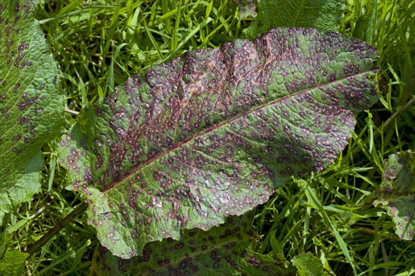 Leaf spot