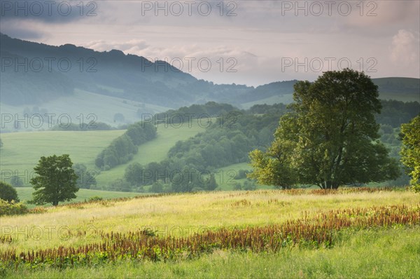 View of montane meadow habitat at sunrise