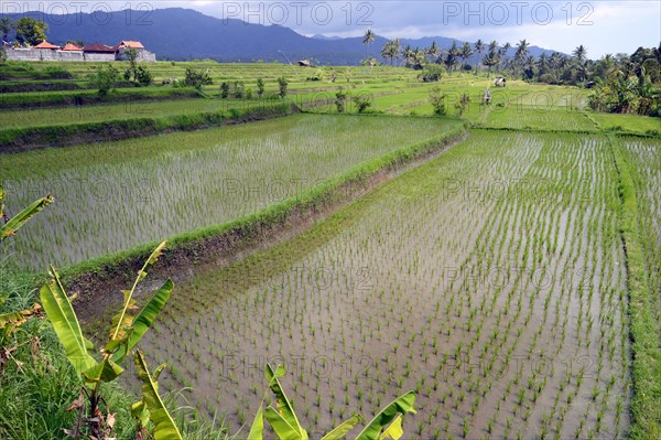 Rice fields and rice terraces