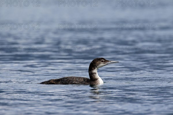 Great northern loon