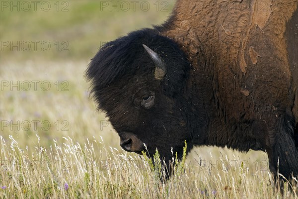 American bison