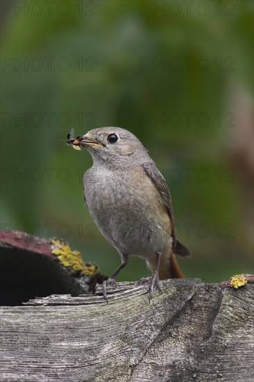 Common redstart