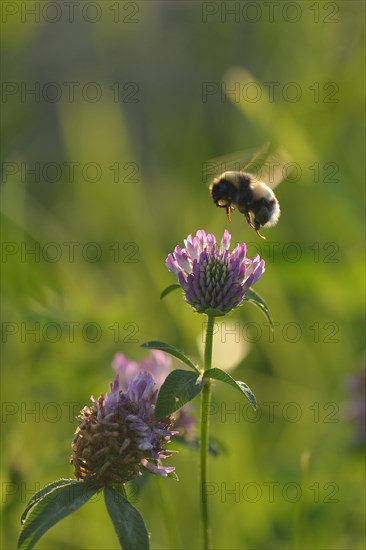 Northern northern white-tailed bumblebee