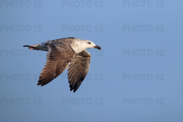 Great black-backed gull