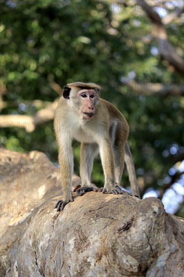 Toque macaque