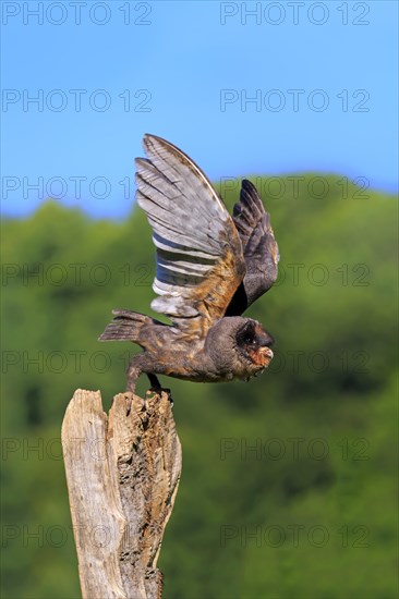 Sao Tome Barn Owl