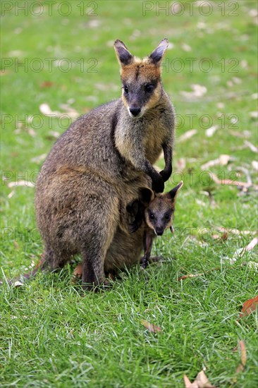 Agile wallaby