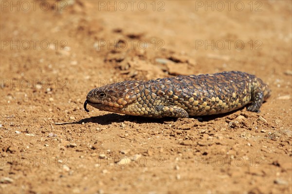 Tiliqua rugosa