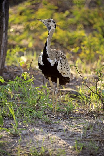 Black-Bellied Bustard